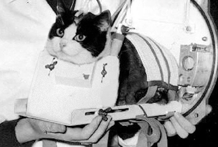 Em 18 de outubro 1963, a França enviou ao espaço uma gata de rua chamada Félicette - Divulgação/Cerma