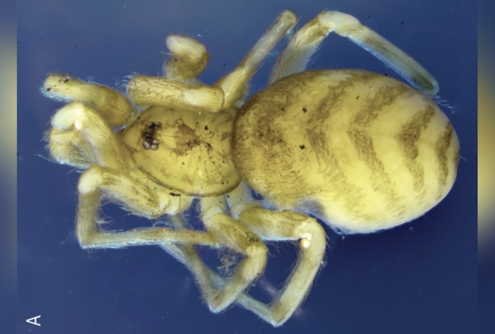 O estudo também trouxe novas informações sobre a espécie Pikelinia fasciata, descoberta em 1902 nas Ilhas Galápagos, e revelou semelhanças e diferenças anatômicas que podem indicar relações evolutivas entre elas. Os pesquisadores agora planejam análises de DNA para entender melhor a origem e o impacto ambiental desse aracnídeo em ambientes humanos.