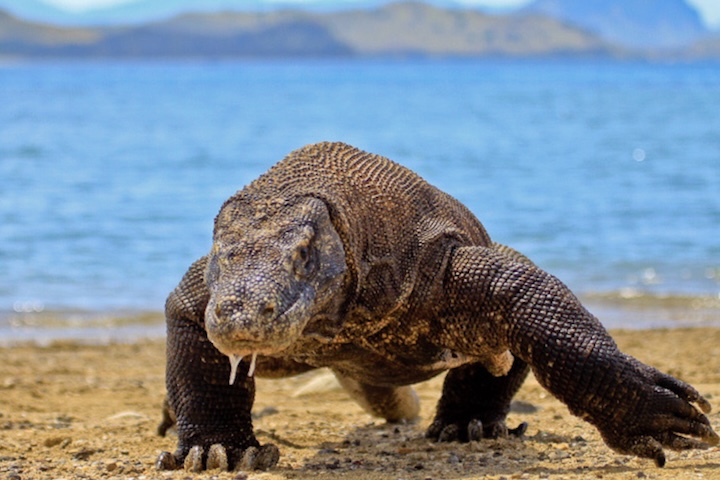 Apesar do tamanho, um dragão-de-komodo consegue correr rapidamente em curtas distâncias quando necessário. Sua alimentação inclui cervos, javalis, aves, pequenos mamíferos e até carcaças. Em alguns casos, indivíduos adultos podem até praticar canibalismo, especialmente contra filhotes vulneráveis.