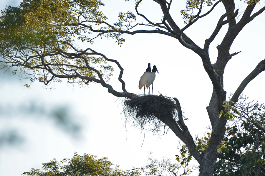 Reconhecido como ave símbolo do Pantanal por lei estadual, o Tuiuiú é frequentemente utilizado em campanhas de preservação ambiental. Esse status oficial ajuda a sensibilizar a sociedade sobre a importância de proteger seu habitat.

&nbsp;