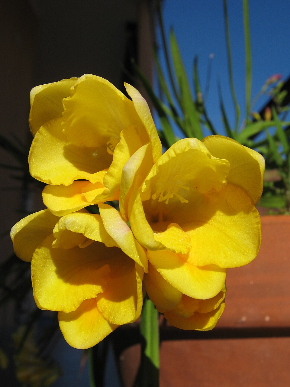 Entre os significados mais marcantes da frésia está a amizade verdadeira, que se conecta naturalmente à confiança e ao afeto duradouro. Por isso, tornou-se presença constante em buquês de casamento e em gestos de carinho entre pessoas próximas, reforçando laços de união. Essa simbologia atravessa culturas e épocas, transformando a flor em um elo silencioso que transmite mensagens de alegria e cumplicidade.