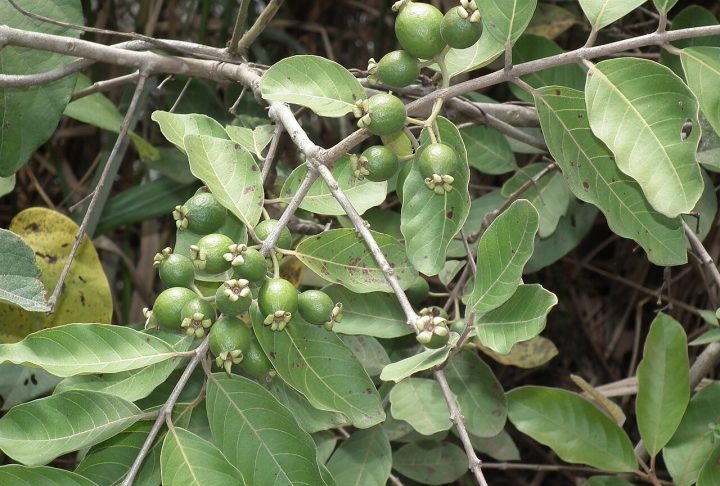 Além dos fenólicos, análises da Embrapa Florestas indicam que a fruta é rica em vitamina C, importante para a imunidade, além de conter minerais como o potássio e carotenoides responsáveis por sua coloração amarela e por propriedades antioxidantes adicionais.