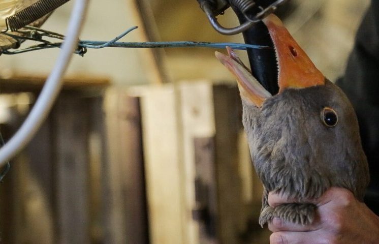 Embora a produção no Brasil seja limitada — um levantamento da organização Animal Equality identificou apenas três fazendas dedicadas à atividade —, o produto ainda circula no mercado e pode alcançar preços elevados. A aprovação do projeto reflete uma tendência crescente de revisão dos padrões éticos na cadeia alimentar, reacendendo discussões sobre práticas consideradas controversas.