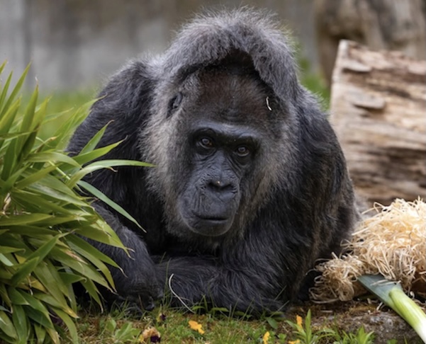 Essa continuidade genética contrasta com o fato de que sua própria vida sempre ocorreu sob cuidados humanos. Com o avanço da idade, suas condições físicas mudaram de forma significativa, incluindo perda de dentes, visão limitada, artrite e alterações metabólicas que exigiram adaptações rigorosas em sua alimentação e rotina.