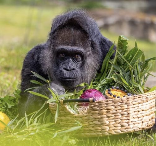 Gorila Fatou mais velha do mundo completa 69 anos - Divulgação/Guinness World Records, Berlin Zoo