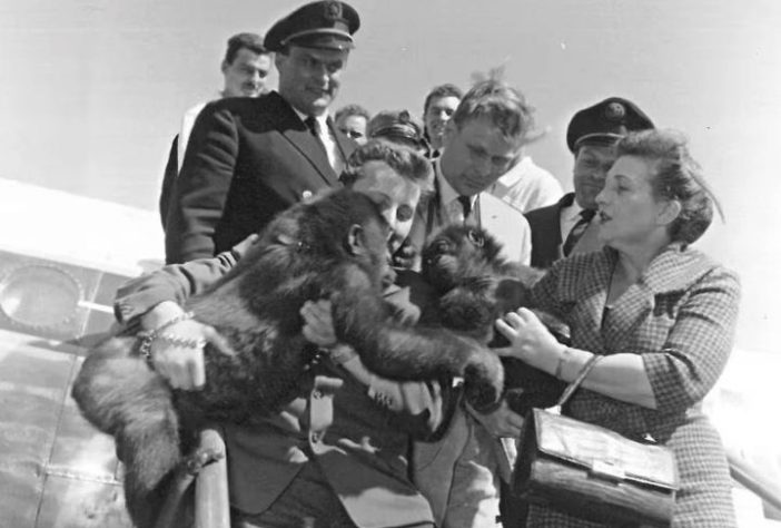 Gorila Fatou mais velha do mundo completa 69 anos - Divulgação/Zoológico de Berlim