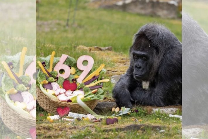 Gorila Fatou mais velha do mundo completa 69 anos - Reprodução @zooberlin