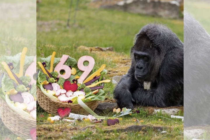 Gorila Fatou mais velha do mundo completa 69 anos - Reprodução @zooberlin
