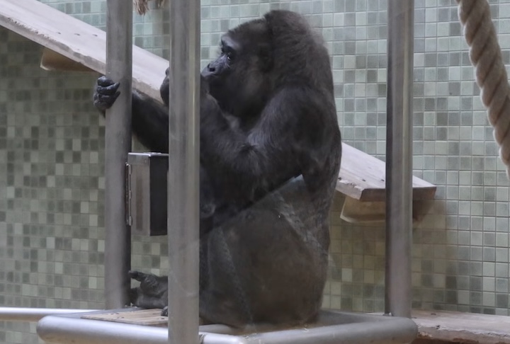 Ao longo de sua trajetória, Fatou também deixou descendentes, ainda que em número reduzido. Teve apenas uma filha, Dufte, que por sua vez gerou uma linhagem que se estendeu por várias gerações, incluindo netos, bisnetos e até tataranetos.
