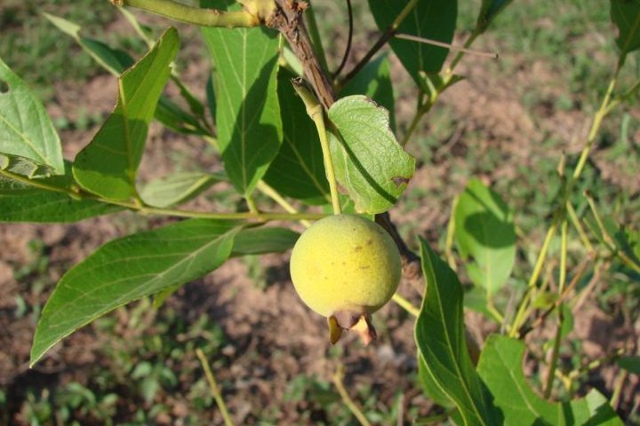 Apesar do potencial, a fruta ainda ocupa um espaço limitado na alimentação cotidiana. Segundo a nutricionista Ana Paula Dorta de Freitas, do Hospital Municipal de Aparecida de Goiânia Iris Rezende Machado (HMAP), “a guabiroba é uma espécie ainda pouco explorada, seja para a alimentação no dia a dia, seja para o desenvolvimento de alimentos funcionais”. 