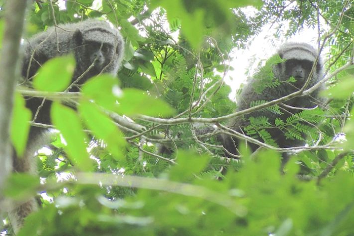Guigó-de-tiara-preta Primata (Callicebus melanochir) - Wikimedia Commons/Rodrigo Costa-Araújo