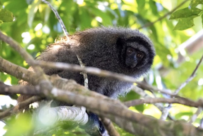 Projeto pede ajuda de moradores e turistas para mapear primata ameaçado no sul da Bahia; entenda