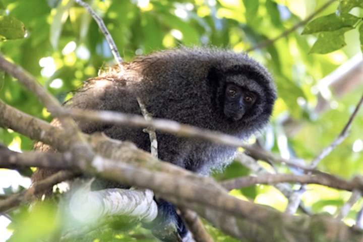 Guigó-de-tiara-preta Primata (Callicebus melanochir) - Pierossi/iNaturalist/Creative Commons