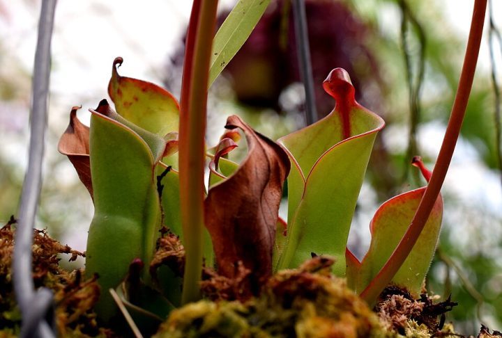 Essas espécies são típicas dos chamados tepuis, montanhas isoladas que funcionam como “ilhas biológicas” e favorecem o surgimento de organismos únicos e altamente especializados. O isolamento desses ambientes contribuiu para a evolução de várias plantas exclusivas dessas regiões.