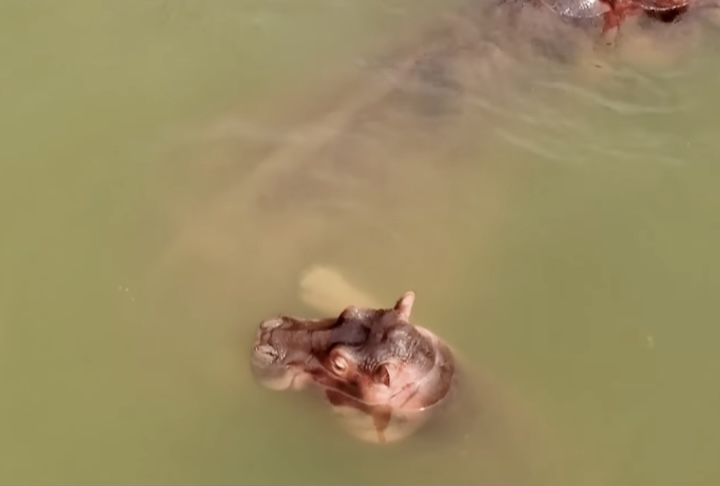 O crescimento da população ao longo das décadas ocorreu em condições de baixa diversidade genética, o que favoreceu casos de malformações físicas e aumentou a preocupação das autoridades com a saúde dos animais e os impactos ambientais provocados por eles.