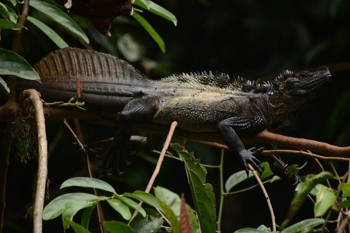 Dragão-vela, lagarto que vive em regiões tropicais da Indonésia e das Filipinas é conhecido por ser uma das criaturas mais singulares do Sudeste Asiático - iNaturalist/Hydrosaurus celebensis