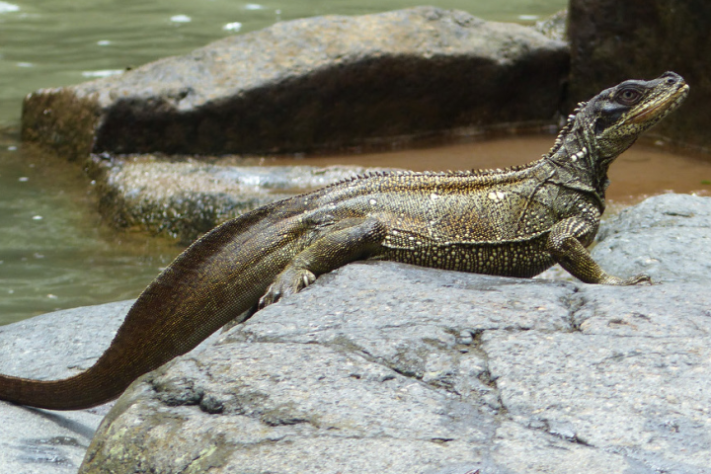 Dragão-vela, lagarto que vive em regiões tropicais da Indonésia e das Filipinas é conhecido por ser uma das criaturas mais singulares do Sudeste Asiático - Wikimedia Commons/Andrea Glässer-Trobisch e Dietmar Trobisch