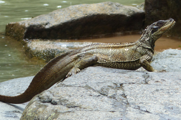 Eles são excelentes nadadores e também demonstram agilidade ao escalar troncos e galhos, comportamento que ajuda na fuga de predadores e na busca por alimento. Uma das habilidades mais impressionantes do Dragão-vela é a capacidade de percorrer curtas distâncias sobre a superfície da água. 