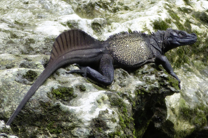 Outra curiosidade é que o animal faz parte da mesma subordem das iguanas e dos camaleões. Somente em 2020, o hidrossauro-preto-de-Sulawesi e o hidrossauro-gigante-indonésio foram confirmados como suas próprias espécies. Isso demonstra o quanto a ciência ainda tem a descobrir sobre esses animais.