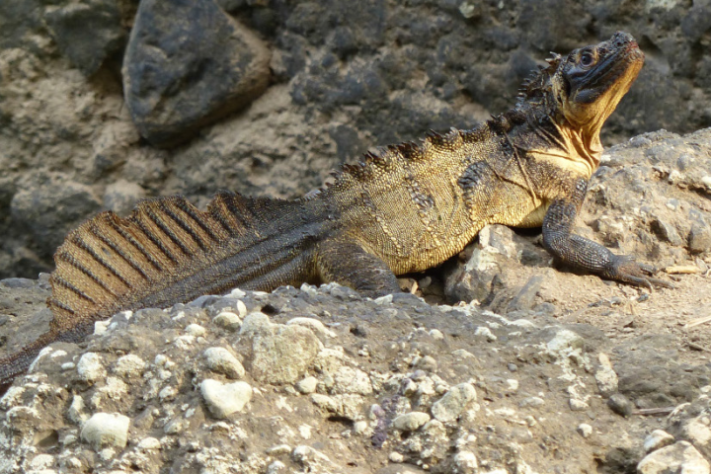 Dragão-vela, lagarto que vive em regiões tropicais da Indonésia e das Filipinas é conhecido por ser uma das criaturas mais singulares do Sudeste Asiático - Wikimedia Commons/Andrea Glässer-Trobisch e Dietmar Trobisch
