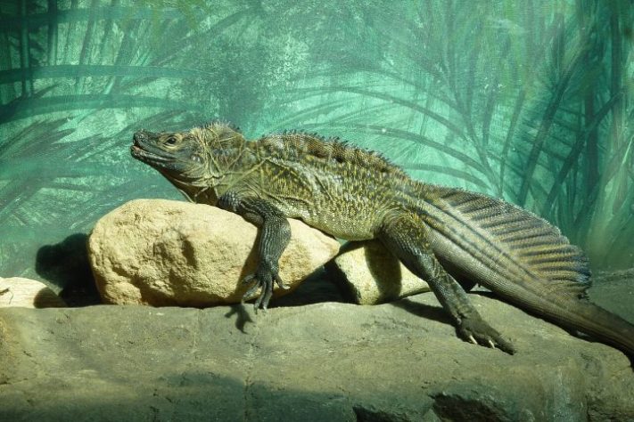 Dragão-vela, lagarto que vive em regiões tropicais da Indonésia e das Filipinas é conhecido por ser uma das criaturas mais singulares do Sudeste Asiático | Flickr - Brendan Gray