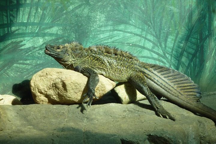 Famoso pela aparência exótica e por habilidades pouco comuns entre répteis, o Dragão-vela pode ultrapassar um metro de comprimento e costumam ocupar áreas próximas a rios, manguezais e florestas úmidas, onde encontram abrigo e alimento com facilidade. Seu nome popular deriva da estrutura semelhante a uma vela que se estende ao longo da cauda — característica mais desenvolvida nos machos e associada à exibição territorial e ao período reprodutivo.