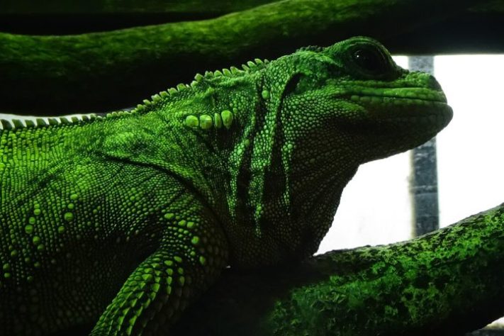 Dragão-vela, lagarto que vive em regiões tropicais da Indonésia e das Filipinas é conhecido por ser uma das criaturas mais singulares do Sudeste Asiático | Wikimedia Commons/Cedricguppy