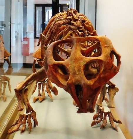 Réptil de 230 milhões de anos com bico de papagaio é descoberto no RS - Wikimedia Commons/Ghedoghedo