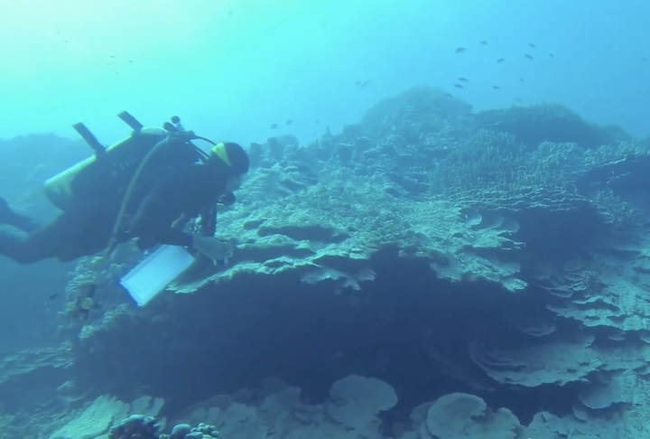 A descoberta reforça a ideia de que partes remotas do planeta ainda guardam patrimônios naturais pouco explorados pela ciência. Esse cenário ressalta a importância de manter a integridade de reservas marinhas, garantindo a sobrevivência de ecossistemas naturais que, uma vez degradados, são impossíveis de recuperar.