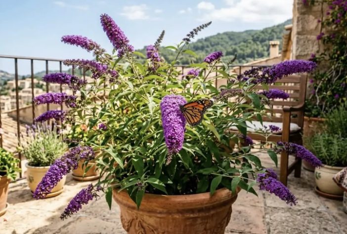 Planta Buddleia, conhecida popularmente como 