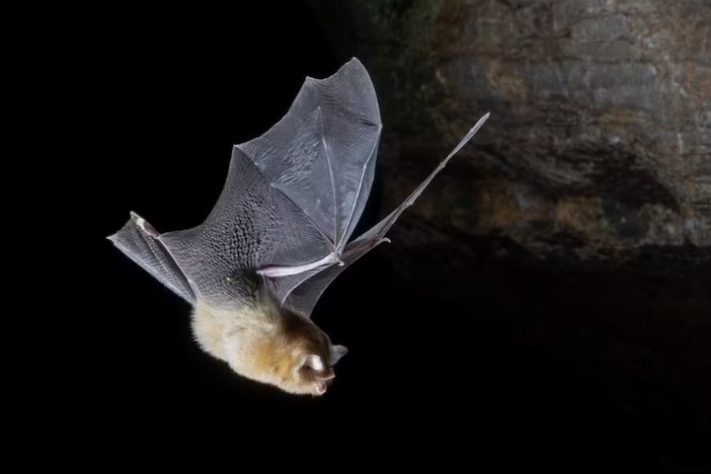 Caverna encontrada em Alagoas com mais de 21 mil morcegos - Jennifer Barros/ICMBio/Cecav