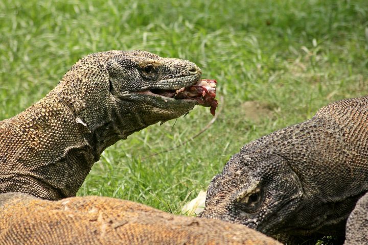 Antigamente, acreditava-se que apenas bactérias letais em sua saliva causavam a morte das presas, mas pesquisas indicaram a presença de glândulas de veneno complexas que impedem a coagulação do sangue e induzem o choque no animal atacado.