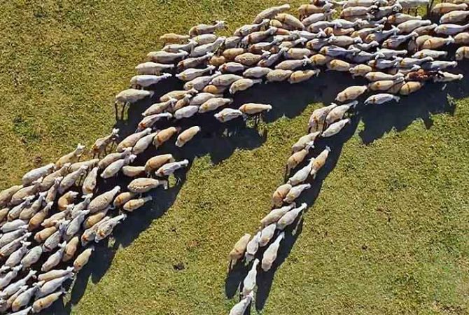 Da produção no campo à liturgia: a lã veste corpos e reveste tradições