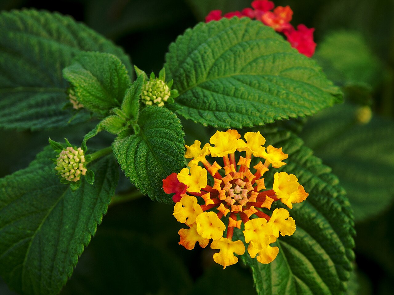 Uma das características das lantanas que mais chamam atenção é a sua grande variedade de cores. Suas flores podem aparecer em diversos tons, como vermelho, amarelo, laranja, rosa e violeta e, muitas vezes, várias dessas cores surgem juntas na mesma planta, o que deixa o jardim ainda mais bonito.