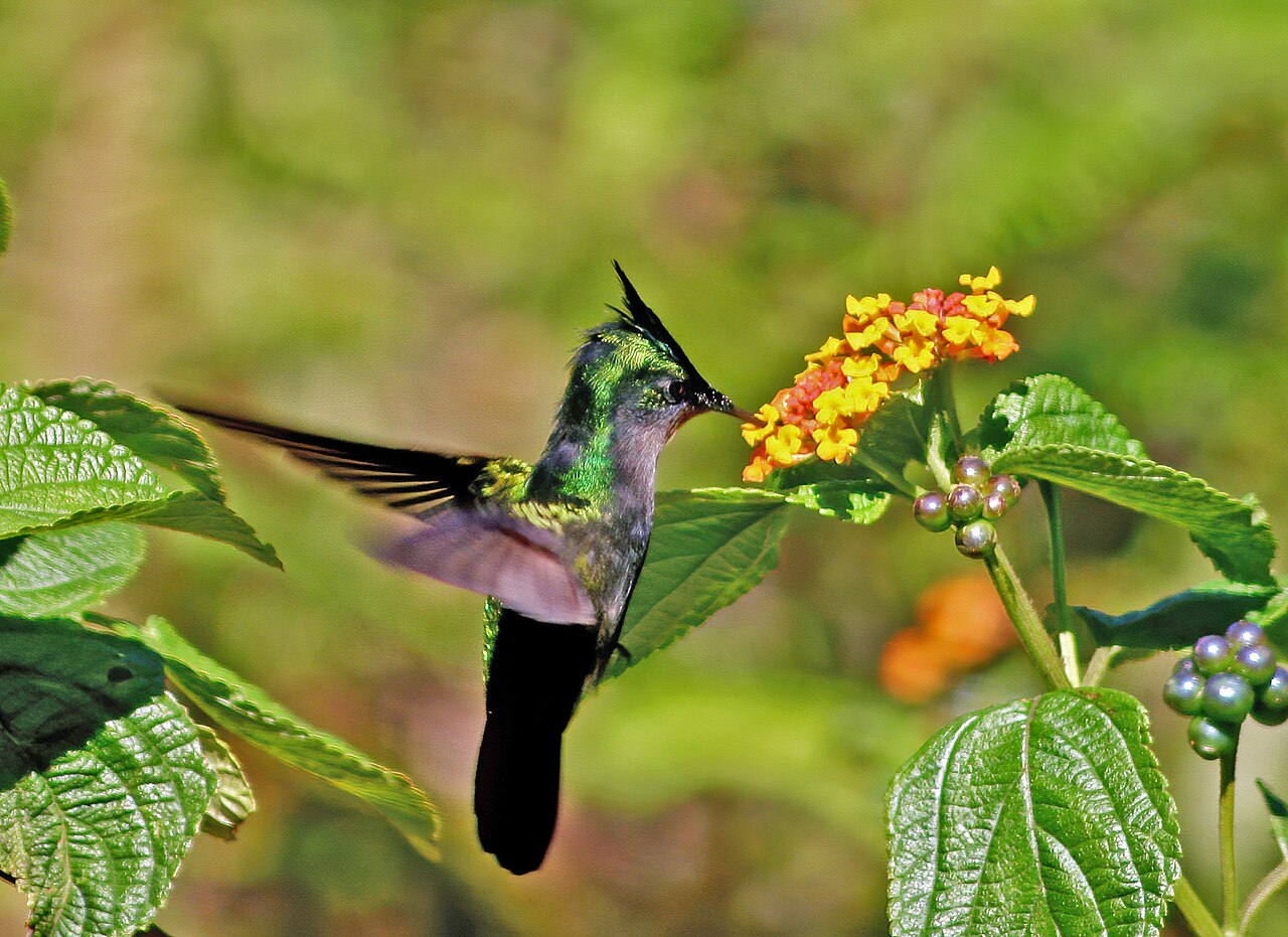 Outra característica das lantanas é atrair animais às suas flores; assim, borboletas e beija-flores costumam visitá-las com certa frequência. Por outro lado, também é importante ter cuidado, já que algumas espécies podem ser tóxicas se ingeridas, especialmente se ingeridas por crianças e animais.
