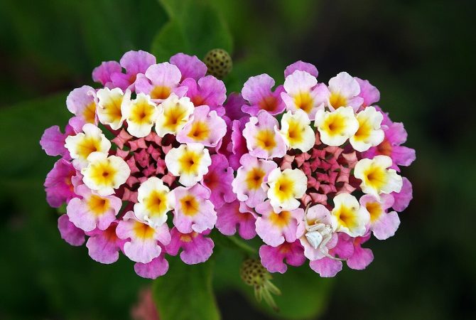 Lantana: conheça essa planta colorida e delicada