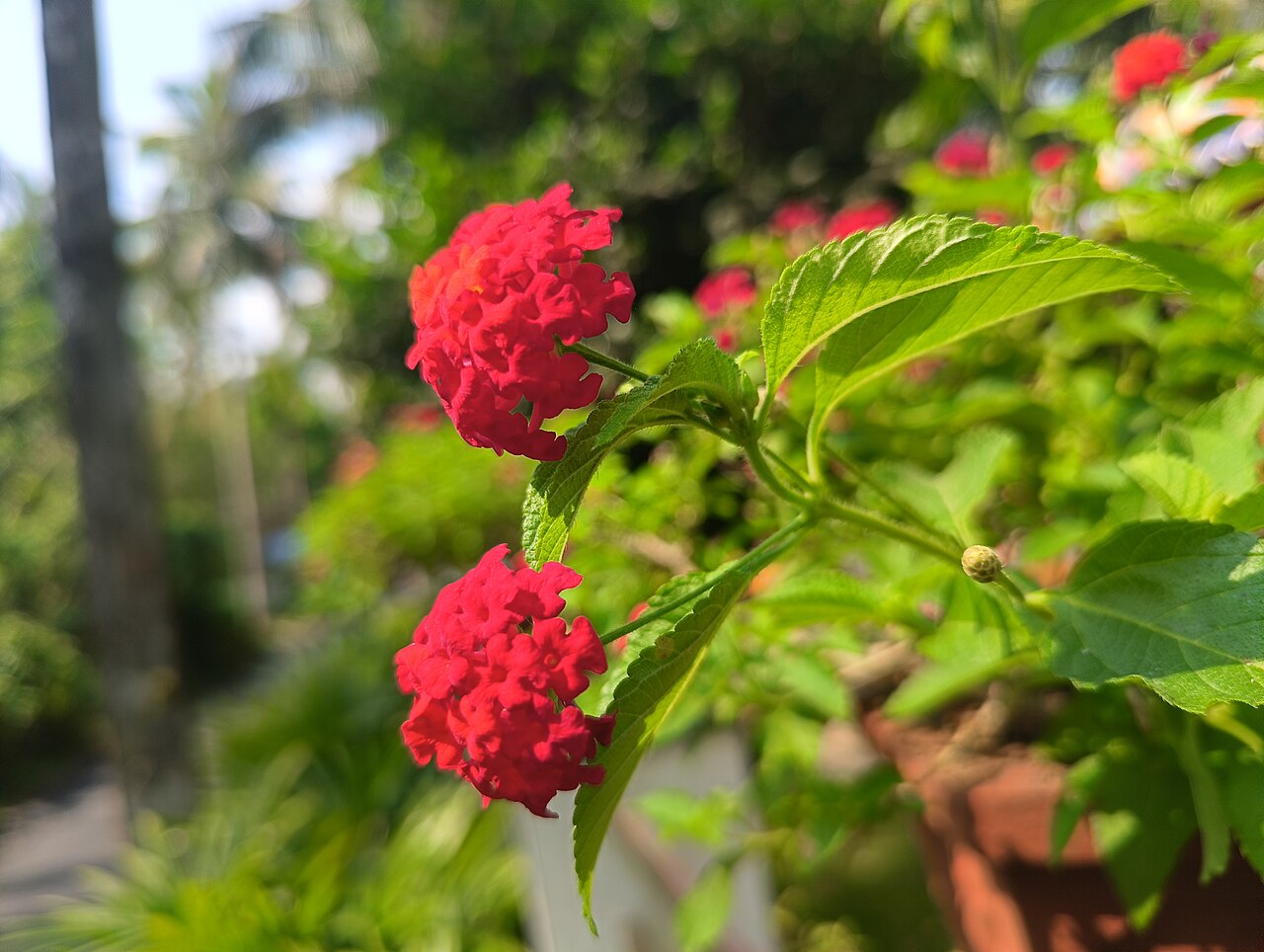 A planta tem origem na África e na América tropical e cresce como um arbusto ramificado, que pode atingir diferentes tamanhos de acordo com o cultivo. Seus ramos são flexíveis, e as folhas têm uma textura mais áspera, com bordas serrilhadas e coloração verde opaca, o que dá um visual característico à espécie.
