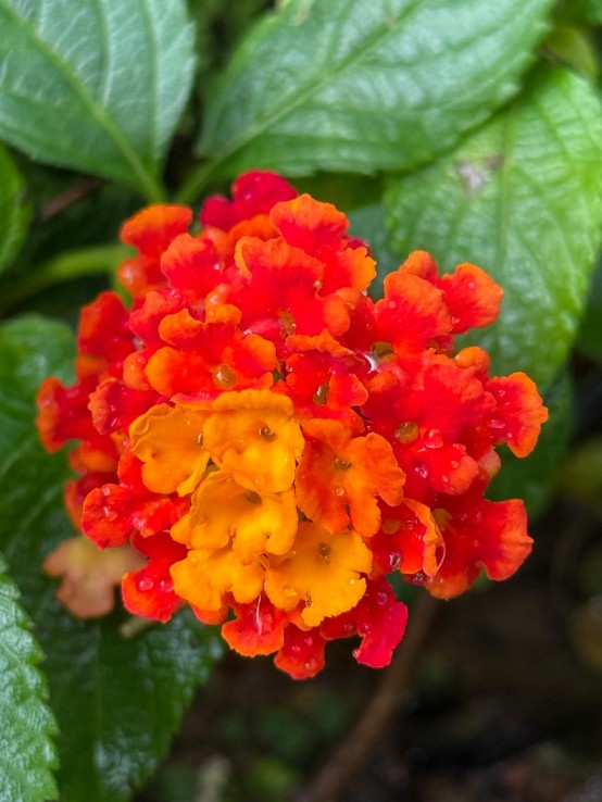 Entre as principais variedades, algumas se destacam. A Lantana montevidensis é ideal para forração ou vasos suspensos, enquanto a Lantana camara é a mais comum e cresce rapidamente, além de ter um papel importante na natureza, pois suas flores, apesar de pequenas, são ricas em néctar. Já a Lantana urticoides floresce desde a primavera até o inverno.

