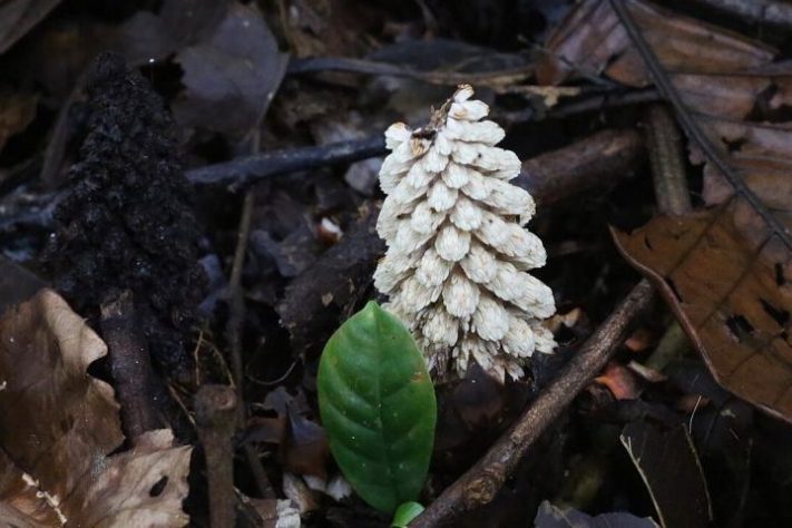 Plantas de aparência exótica do Brasil, Milho-de-Capoeira (Lophophytum mirabile) | Flickr - yakovlev.alexey