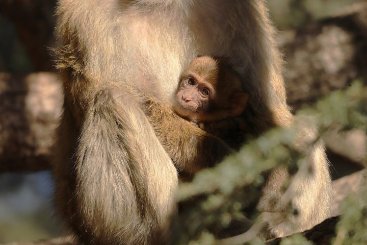 Eles pode ser avistados especialmente na área do Rochedo de Gibraltar, onde vivem em liberdade. Existe uma antiga lenda local que afirma que, enquanto houver macacos no território, Gibraltar continuará sob domínio britânico. Hoje, o comércio ilegal de filhotes e a perda de território florestal ameaçam a sobrevivência desses primatas a longo prazo.