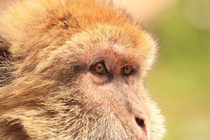 Macaco-de-gibraltar (Macaca sylvanus) - iNaturalist/Mourad Harzallah