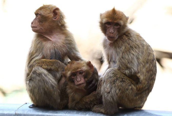 Estudo mostra que macacos de Macaco-de-Gibraltar vêm adotando dieta inusitada para evitar problemas digestivos; entenda