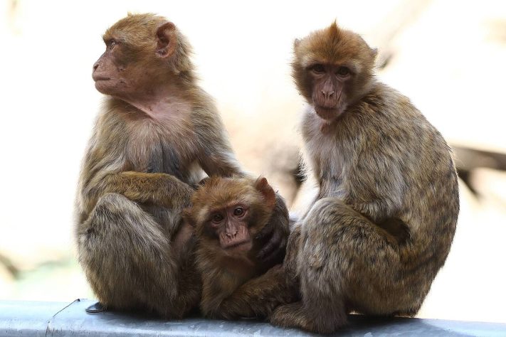 Macaco-de-gibraltar (Macaca sylvanus) - Wikimedia Commons/iNaturalist