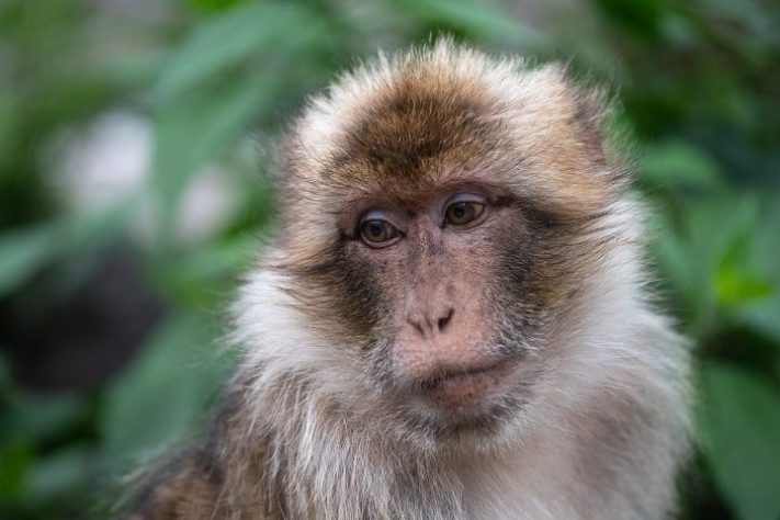 Macaco-de-gibraltar (Macaca sylvanus) - Tuxyso/Wikimedia Commons/CC-BY-SA-4.0