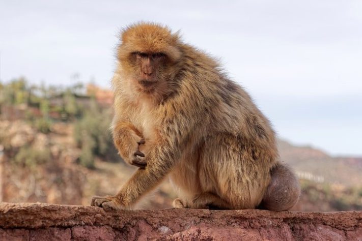 Macaco-de-gibraltar (Macaca sylvanus) - Wikimedia Commons/Jakub Hałun