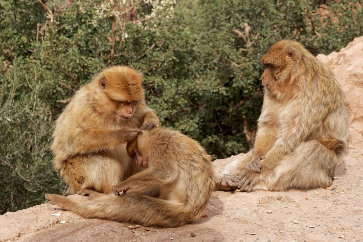 Macaco-de-gibraltar (Macaca sylvanus) - Wikimedia Commons/Jakub Hałun
