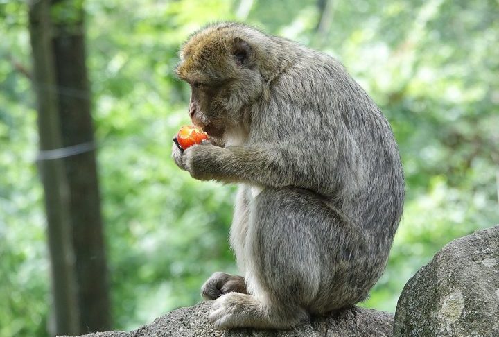 A dieta dos macacos-de-gibraltar é onívora e versátil, composta por raízes, frutos, insetos e pequenas plantas locais. Em Gibraltar, a presença deles atrai milhares de turistas anualmente, o que gera desafios constantes para a conservação e o controle populacional.