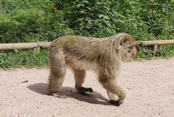 Macaco-de-gibraltar (Macaca sylvanus) - Wikimedia Commons/Gzen92