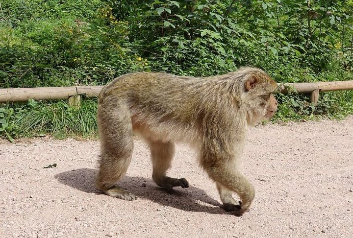 Conhecido cientificamente como Macaca sylvanus, o macaco-de-gibraltar se destaca como o único primata não humano que habita o continente europeu em estado selvagem. Apesar do nome popular, ele não é um macaco 