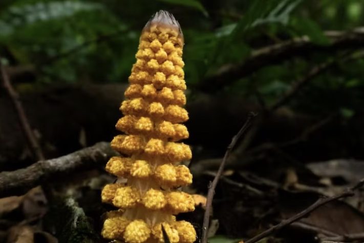 Plantas de aparência exótica do Brasil, Milho-de-Capoeira (Lophophytum mirabile) — iNaturalist/joaofarah